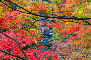 日本の風景・秋　埼玉県秩父市　紅葉の金蔵落としの渓流（大血川渓谷）