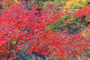 日本の風景・秋　埼玉県秩父市　紅葉の金蔵落としの渓流（大血川渓谷）