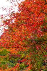 日本の風景・秋　埼玉県秩父市　紅葉の金蔵落としの渓流（大血川渓谷）