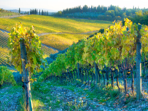 Europe, Italy, Chianti. Vineyard in autumn in the Chianti region of Tuscany.