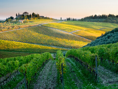 Europe, Italy, Chianti. Vineyard in autumn in the Chianti region of Tuscany.