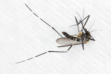 Asian bush mosquito, Rock pool mosquito (Aedes japonicus, Hulecoeteomyia japonica, Ochlerotatus japonicus). Killed insect.