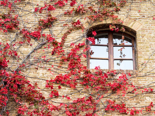 Europe, Italy, Chianti. Red climbing ivy vine on a stone wall.