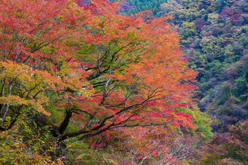 日本の風景・秋　埼玉県秩父市　紅葉の金蔵落としの渓流（大血川渓谷）