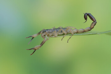A Chinese swimming scorpion is hunting small insects on dry grass stalks. This Scorpion has the scientific name Lychas mucronatus.