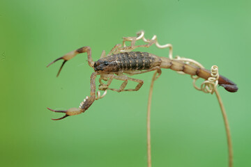 A Chinese swimming scorpion is hunting small insects on dry grass stalks. This Scorpion has the scientific name Lychas mucronatus.