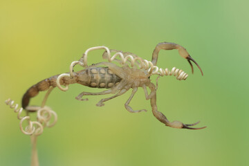 A Chinese swimming scorpion is hunting small insects on dry grass stalks. This Scorpion has the scientific name Lychas mucronatus.