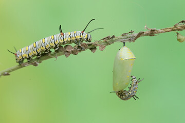 A butterfly cocoon is hanging on a leaf of a wild plant that is ready to hatch into a beautiful...