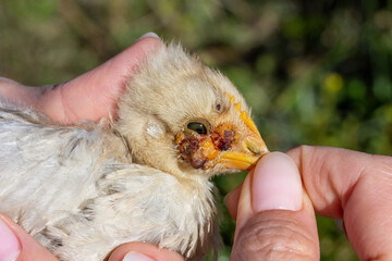 a woman holds a chicken by the beak with her fingers with a terrible infectious disease, a tumor under the eye on the chicken's head in close-up © Andrey Solovev