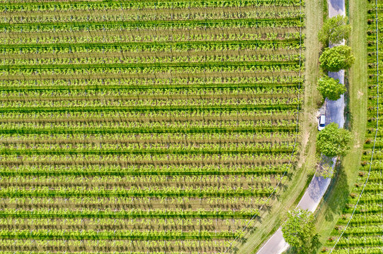 Italy, Valpolicella vineyards