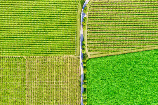Italy, Valpolicella vineyards.