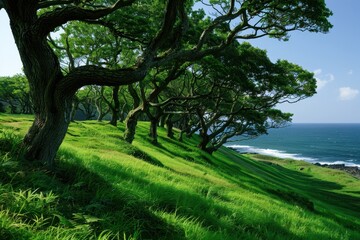 Fototapeta premium Japanese emperor oak naturally grows on hill by Aomori coast