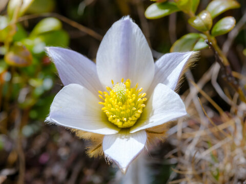Spring pasqueflower also called arctic violet, lady of the snows growing in the high mountains of the Otztal Alps. Italy, South Tyrol, Alto Adige.