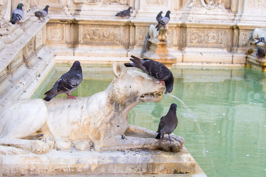 Europe, Italy, Siena. Il Campo center of medieval town. Fountain of Joy (Fonte Gaia) pigeon drinking from wolf water spout