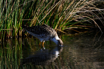 Kampfläufer - Männchen // Ruff - male (Calidris pugnax)