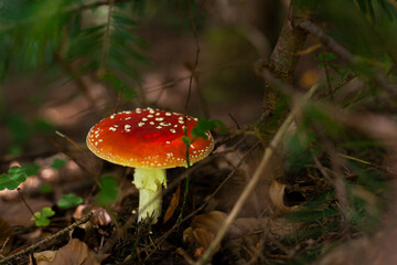 A Big, red mushroom. Poisonous Amanita muscaria, dangerous to health, psychotropic product growing in the forest