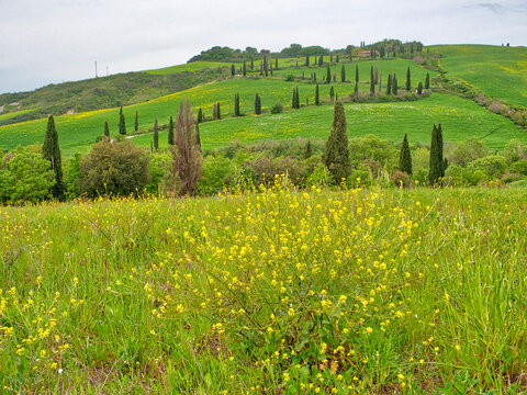 Italy, Tuscany. Winding road on the hillside near La Force