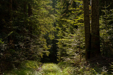 Inside of deep dark forest in summer. Carpathian mountains landscape. Green nature forest in Ukraine 
