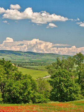 Italy, Tuscany. View of long rows of cypress trees and villa