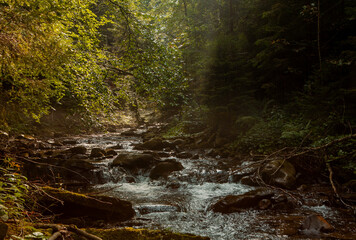 The rapid flow of a mountain river. Carpathian mountains, dense forest and clean mountain air. Wilderness for tourists.