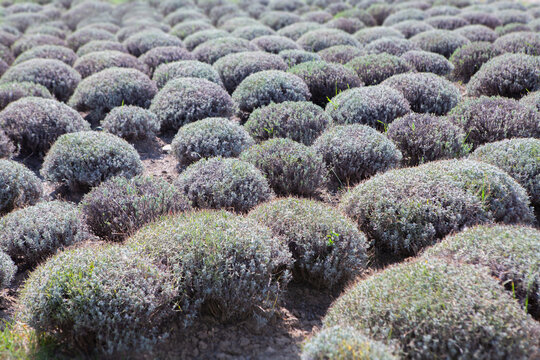 background with lavender fields. Round lovely bushes. Gardening concept