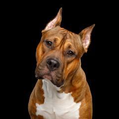 Portrait of Brown American Staffordshire Terrier Dog Looks interesting Isolated on Black Background