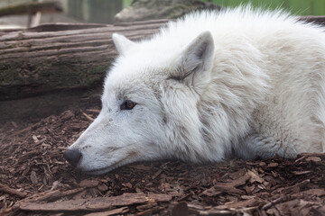Obraz premium The face of a white wolf up close. Looking towards