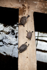 Photos of seashells crossing the bridge one by one. Photo of wildlife at the Hungarian Zoo