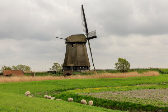 Netherlands, Noth Holland. Molencomplex. Schermerhorn. Windmills.