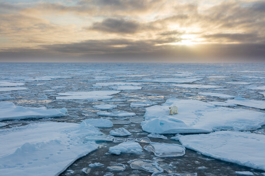 Norway, Svalbard, Spitsbergen. Polar bear on sea ice at sunset.