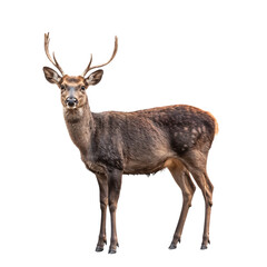 Fototapeta premium Fallow deer standing isolated on transparent background