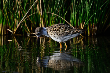 Kampfläufer - Männchen // Ruff - male (Calidris pugnax)