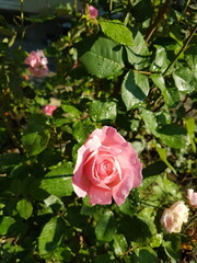 Pink rose in garden 3
