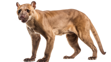 Cute fossa standing isolated on transparent background