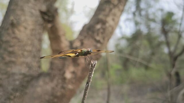 Yellow and black coloured rhyothemis variegata dragonfly on a stick.