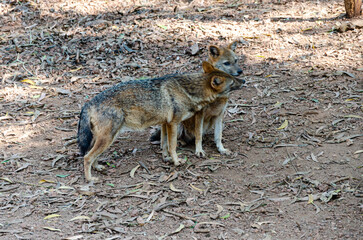A pair of Jackals