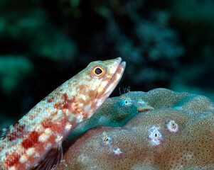 A close up view of a sand Lizardfish resting on a coral Boracay Island Philippines