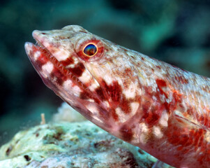 A close up view of a sand Lizardfish Boracay Island Philippines