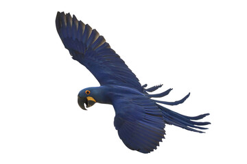 Beautiful flying Hyacinth Macaw parrot isolated on transparent background png file © Passakorn