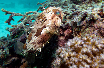 A Masked Porcupinefish swimming amongst corals Boracay Island Philippines