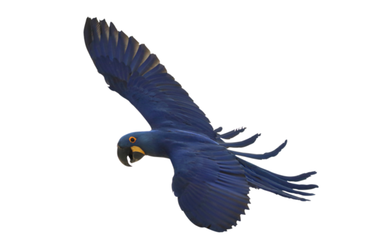 Beautiful flying Hyacinth Macaw parrot isolated on transparent background png file
