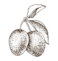 Plum branch with ripe fruits