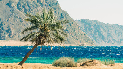 palm tree on the Red Sea on the background of high rocky cliffs in Egypt