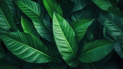 Tropical leaf texture nature background for eco abstract concept