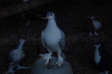 Pigeon at Ease captures a peaceful moment of a pigeon resting calmly on a. Its feathers are...