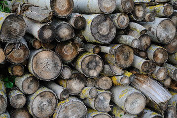 stack of uncut firewood background