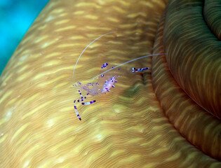 A Cleaner Shrimp on an anemone Boracay Island Philippines