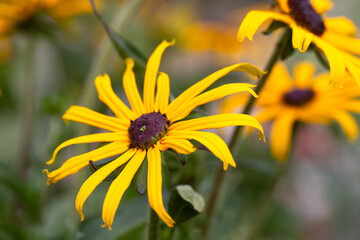 Closeup of flowers of Black-eyed Susan (Rudbeckia fulgida 'GoldBlitz') in a garden in summer