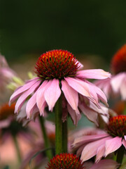 Closeup of a flower of coneflower 
 (Echinacea 'Mooodz Motivation') in a garden in summer