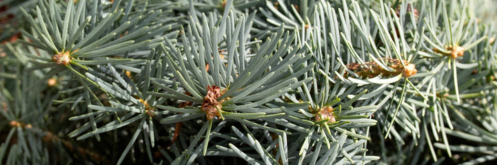 Obraz premium Panorama of foliage of Compact White Fir (Abies concolor 'Compacta') in a garden in summer